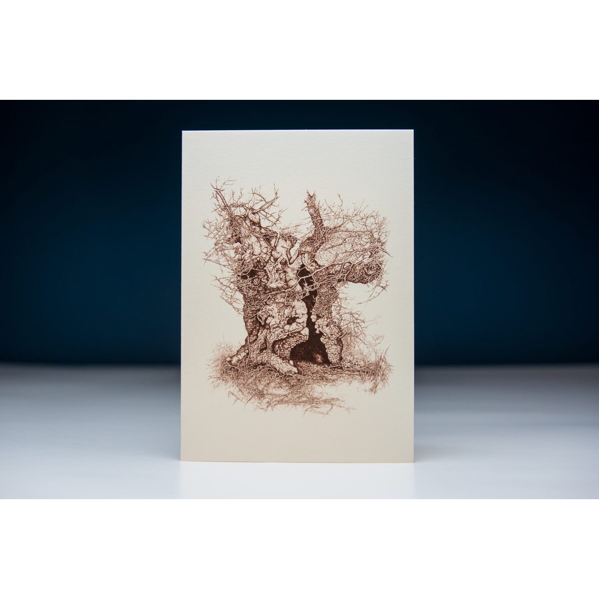 H, Billett Steffin, (Loheiche)